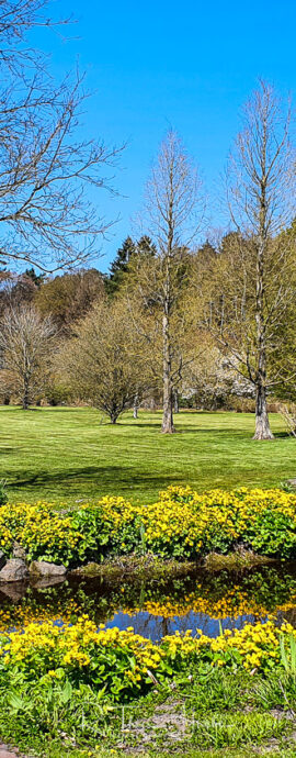 RHODODENDRONPARK GRISTEDE
